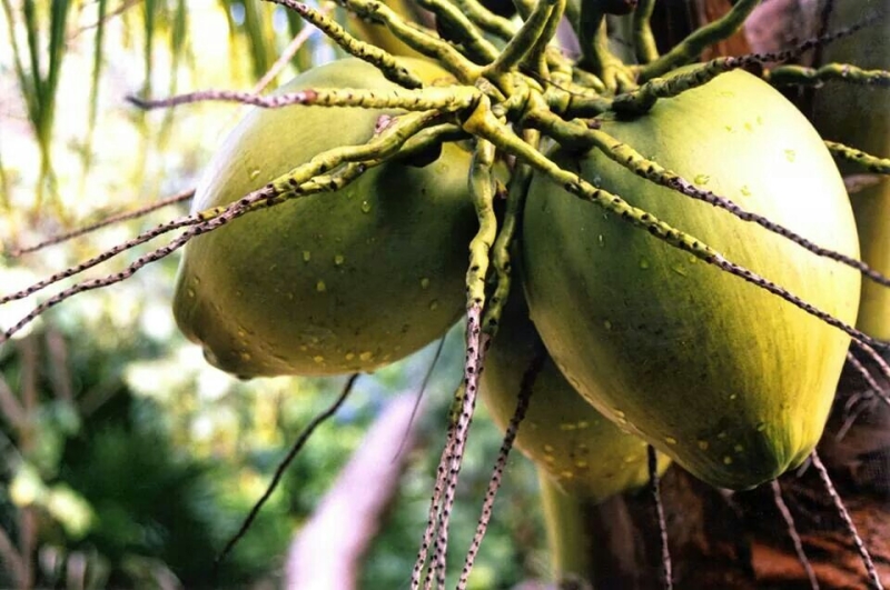 Cancun Coconuts